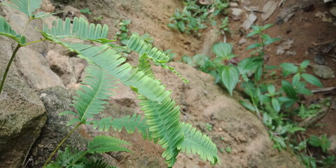 A small field of grass that grows green in the cold of the mountains. A lush little green garden grown wild with local Ayurvedic medicinal plants. A small ground plant nursery that looks green