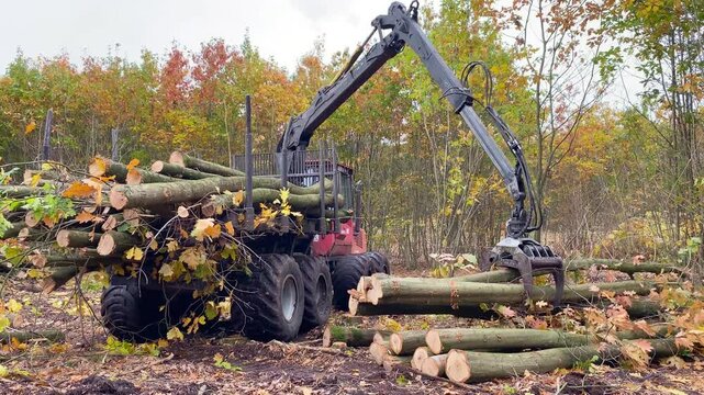 Tractor moves through the forest collecting felled trees with a hydraulic grapple and stacks them onto a trailer. Static shot.