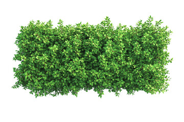 Top view of a hedge row isolated or on white background 3d render png. Architecture plan