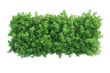 Top view of a hedge row isolated or on white background 3d render png. Architecture plan