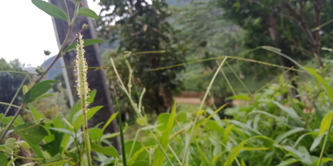 A small field of grass that grows green in the cold of the mountains. A lush little green garden grown wild with local Ayurvedic medicinal plants. A small ground plant nursery that looks green