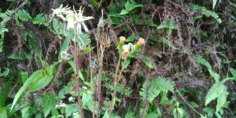A small field of grass that grows green in the cold of the mountains. A lush little green garden grown wild with local Ayurvedic medicinal plants. A small ground plant nursery that looks green
