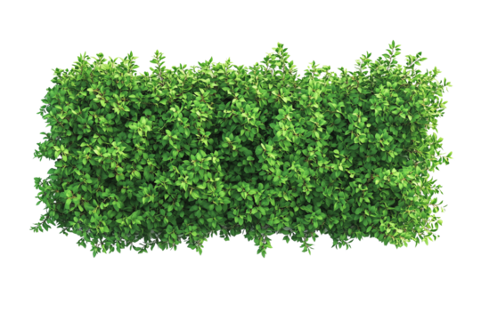 Top view of a hedge row isolated or on white background 3d render png. Architecture plan
