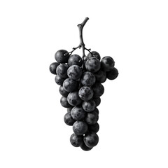 Fototapeta premium Fresh Black Grapes Bunch on Stem