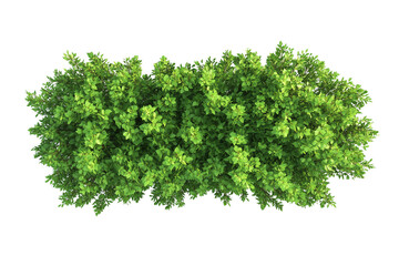 Top view of a hedge row isolated or on white background 3d render png. Architecture plan