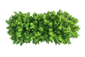 Top view of a hedge row isolated or on white background 3d render png. Architecture plan