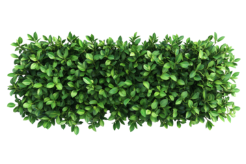 Top view of a hedge row isolated or on white background 3d render png. Architecture plan