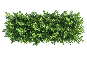 Top view of a hedge row isolated or on white background 3d render png. Architecture plan