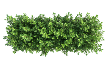 Top view of a hedge row isolated or on white background 3d render png. Architecture plan
