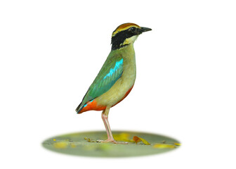 Fairy Pitta standing on ground isolated on white background. This has clipping path.