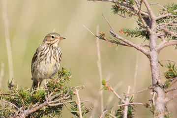 pipit farlouse