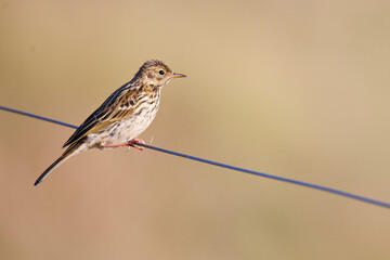 pipit farlouse