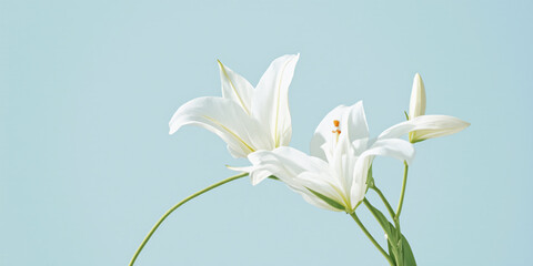 A close-up image of elegant white lilies against a soft blue background, showcasing their delicate petals and graceful beauty for the plants & flowers industry.