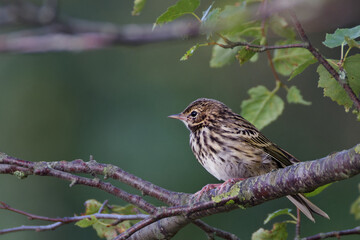 pipit des arbres