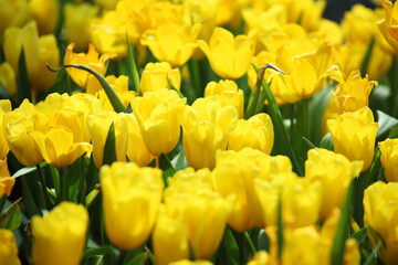 Obraz premium Vibrant Field of Fresh Yellow Tulips in Full Bloom Under Bright Sunshine, Capturing the Beauty of Nature's Colorful Display in a Lush Garden Setting