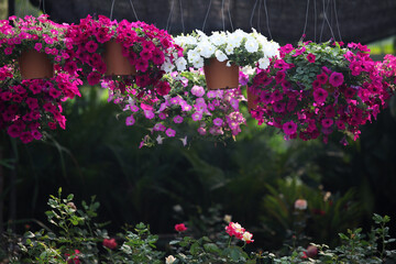 Vibrant Hanging Flower Baskets Displaying Pink and White Petunias in a Lush Garden Setting Surrounded by Green Foliage and Blossoming Plants