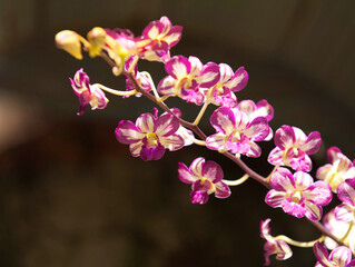 Dendrobium flash flowers are blooming