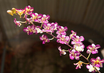 Dendrobium flash flowers are blooming