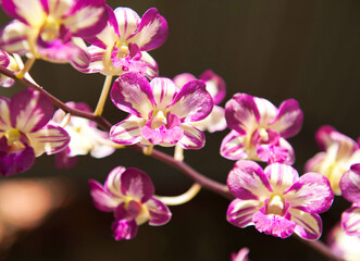 Dendrobium flash flowers are blooming