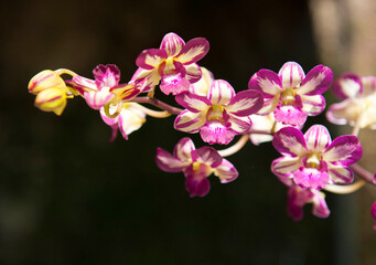 Dendrobium flash flowers are blooming