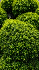 Lush green moss balls create a vibrant natural texture