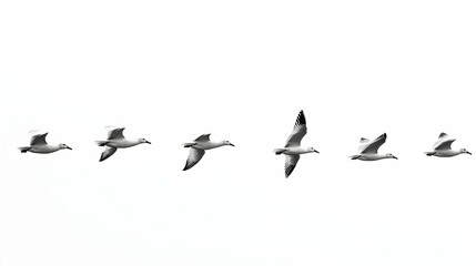 Fototapeta premium A Formation of Six Seagulls Flying in a Row Against a Clear White Sky, Capturing a Moment of Graceful Flight and Natural Beauty