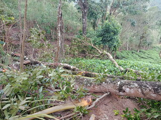 Majestic Landscapes of Sri Lanka. Breathtaking Beauty Capturing the Serene Essence of Nature in Stunning Landscapes. A Journey Through Picturesque Nature Landscapes. The beauty of Nature’s Landscape