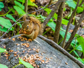 A side view of an American red squirrel eating nuts beside the Corner Brook Stream at Corner Brook in Newfoundland, Canada in the fall
