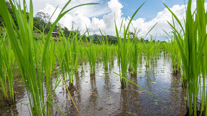 Obraz premium Young rice plants