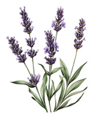Fototapeta premium PNG Beautiful lavender flowers illustrated in detail