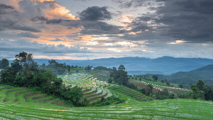 Naklejka premium A beautiful evening view of terraced rice fields