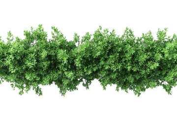 Top view of a hedge row isolated or on white background 3d render png. Architecture plan