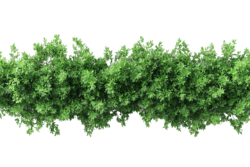 Top view of a hedge row isolated or on white background 3d render png. Architecture plan