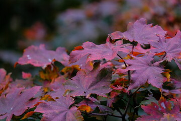 Scenery during autumn with colorful leaves, red, orange, yellow and blue sky as a nature background or wallpaper. text space