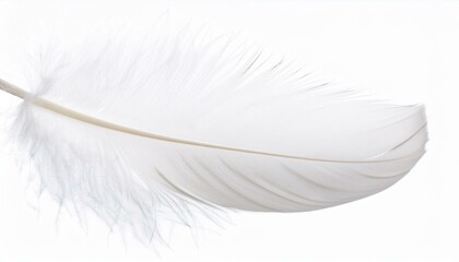 Obraz premium White feather on transparent background
