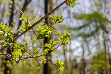 spring green leaves on tree branches, shallow depth of field, selective focus