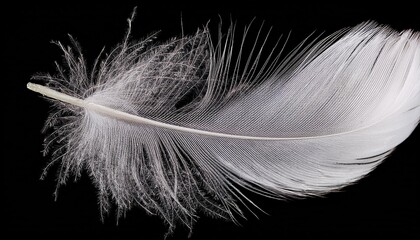 Obraz premium White feather on transparent background