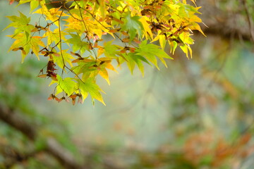 Scenery during autumn with colorful leaves, red, orange, yellow and blue sky as a nature background or wallpaper. text space