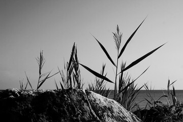 Obraz premium Wild grasses growing along the shore in black and white.