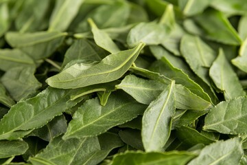 Fototapeta premium Fresh green tea leaves arranged close together on a surface with a vibrant appearance and silky texture