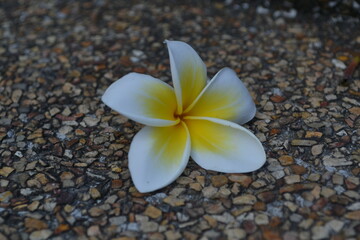 Frangipani flower on the floor