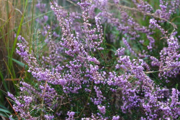 Dutch Heathland
