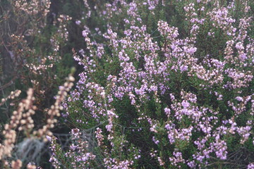 Obraz premium Dutch Heathland