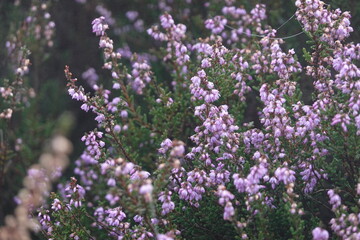 Dutch Heathland