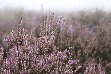 Dutch Heathland