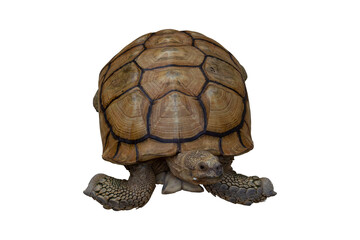 Big Sulcata Tortoise or turtle walking isolated on white background included clipping path.
