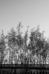 Wild grasses growing along the shore in black and white.
