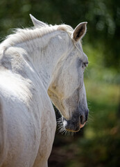Naklejka premium Cheval blanc
