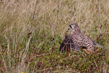 faucon crécerelle