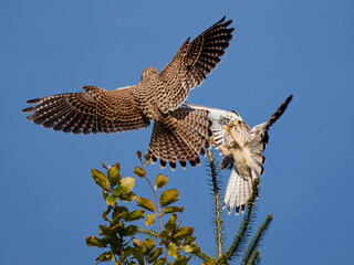 bagarre de faucons crécerelle